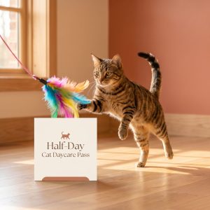 Half-Day Daycare Pass